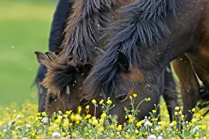 Comt: Ponies grazing in a meadow flowers Franche-Comte France