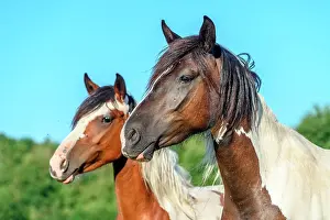 230122: Ponies in a pasture in the countryside, France