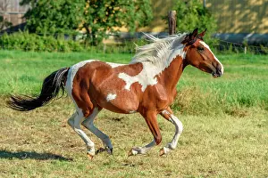 230122: Ponies in a pasture in the countryside, France
