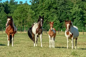 230122: Ponies in a pasture in the countryside, France