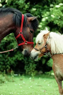 Tack: TWO PONIES - Touching noses, facing