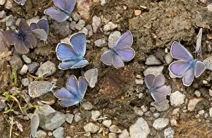 Salts: Pontic Blue Butterflies with a Dingy Skipper mud-puddling