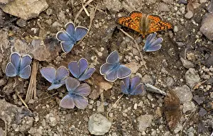 Salts: Pontic Blue Butterflies with a Marsh Fritillary