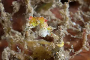 Retreat: Pontohs Pygmy Seahorse - Nudi Retreat dive site