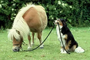 Rein: PONY & DOG HOLDING REIN