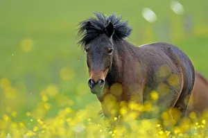 Comt: Pony in a flowery meadow Franche-Comte France