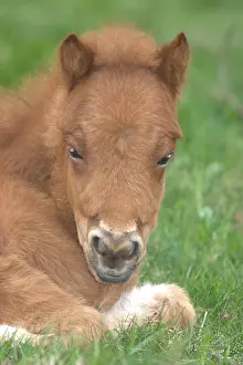 Aestival: Pony lying in the grass France