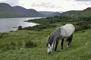 Connemara: Pony maintaining natural grasslands Connemara Ireland