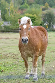 Countryman: Pony in a meadow