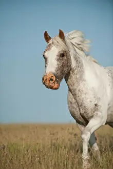 Wildli: Pony in a meadow