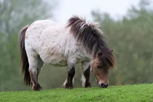 Peter: Pony in a pasture, West Coast Park, Sankt Peter-Ording