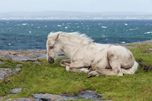 Irish: Pony by the sea, County Clare, Republic of Ireland