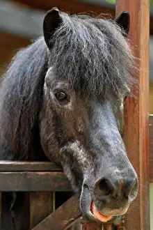 Stable: Pony in front of stable, Stuttgart, Baden-Wurttemberg