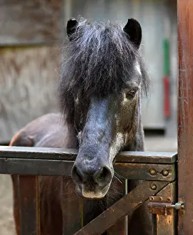 Stable: Pony in front of stable, Stuttgart, Baden-Wurttemberg