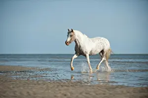 Trotting: Pony trotting through the water, St. Peter-Ording