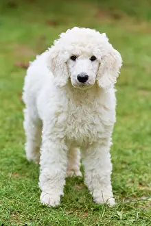 220822: Poodle