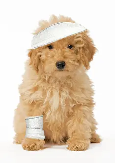 Bandages: Poodle - with bandages - 'get wellI