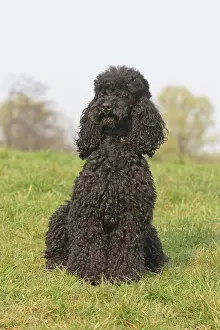 Schwarz: Poodle, black, sitting on a lawn Kleinpudel (schwarz)
