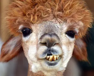Weird: Poodle-cut Llama, chewing from side to side