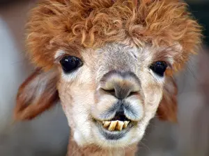 Llamas: Poodle-cut Llama, looking daft