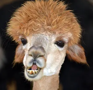 Llamas: Poodle-cut Llama, looking daft Poodle-cut