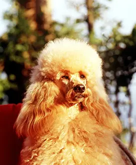 Poodles: Poodle Dog