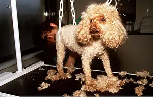Coat: Poodle DOG - being clipped in grooming parlour
