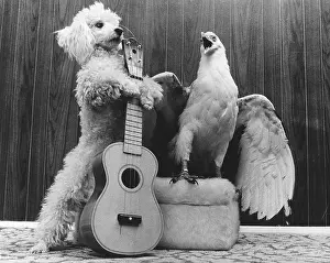 Cooperation: Poodle and eagle playing guitar, England, Great