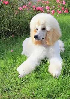 Hairstyle: Poodle, male dog, 6 months K&, x1aea67;spudel R&, x24960da0;Mo