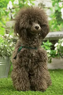 Standard: Poodle outdoors in the garden