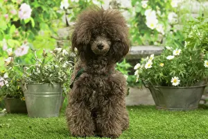 Standard: Poodle outdoors in the garden