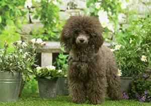 Standard: Poodle outdoors in the garden
