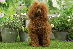 Standard: Poodle outdoors in the garden