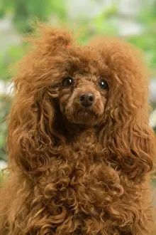 Standard: Poodle outdoors in the garden
