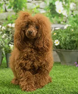 Standard: Poodle outdoors in the garden