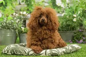 Standard: Poodle outdoors in the garden