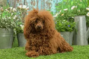 Standard: Poodle outdoors in the garden