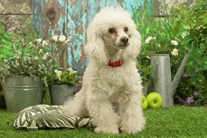 Standard: Poodle outdoors in the garden