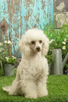 Standard: Poodle outdoors in the garden