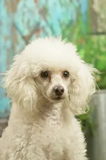 Standard: Poodle outdoors in the garden