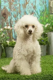 Standard: Poodle outdoors in the garden