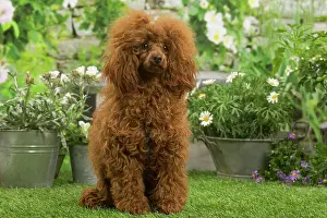 Standard: Poodle outdoors in the garden