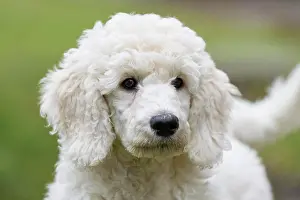 220822: Poodle, portrait
