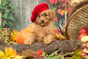 Wooly: Poodle puppy outdoors in autumn