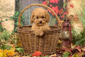 Baskets: Poodle puppy outdoors in autumn