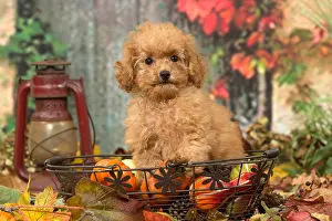 061118: Poodle puppy outdoors in autumn