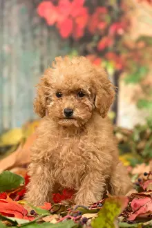 061118: Poodle puppy outdoors in autumn