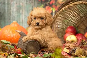 061118: Poodle puppy outdoors in autumn