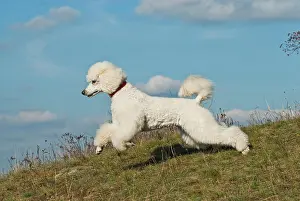 Poodle: Poodle running in a meadow