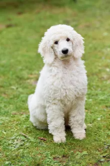 220822: Poodle, sitting
